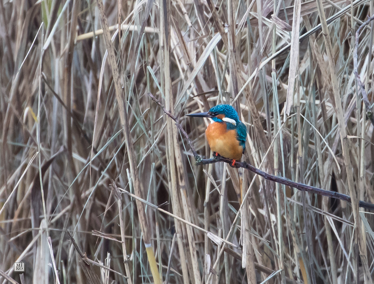 Eisvogel auf Futtersuche