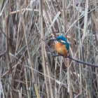 Eisvogel auf Futtersuche