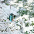 Eisvogel auf gefrorenem Schilf