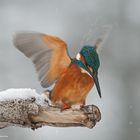 --- Eisvogel, auf geht's ---   ( Alcedo atthis )