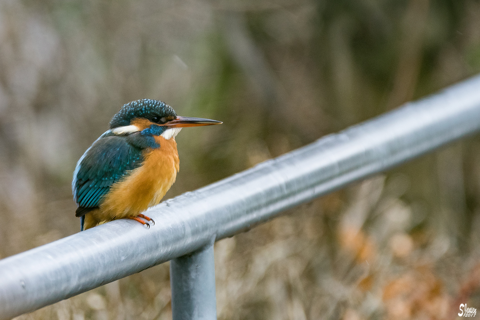 Eisvogel auf Geländer