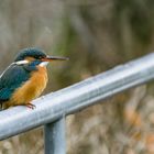 Eisvogel auf Geländer