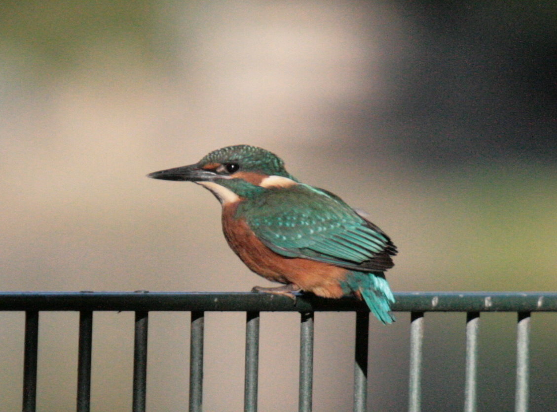 Eisvogel auf Geländer