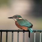 Eisvogel auf Geländer