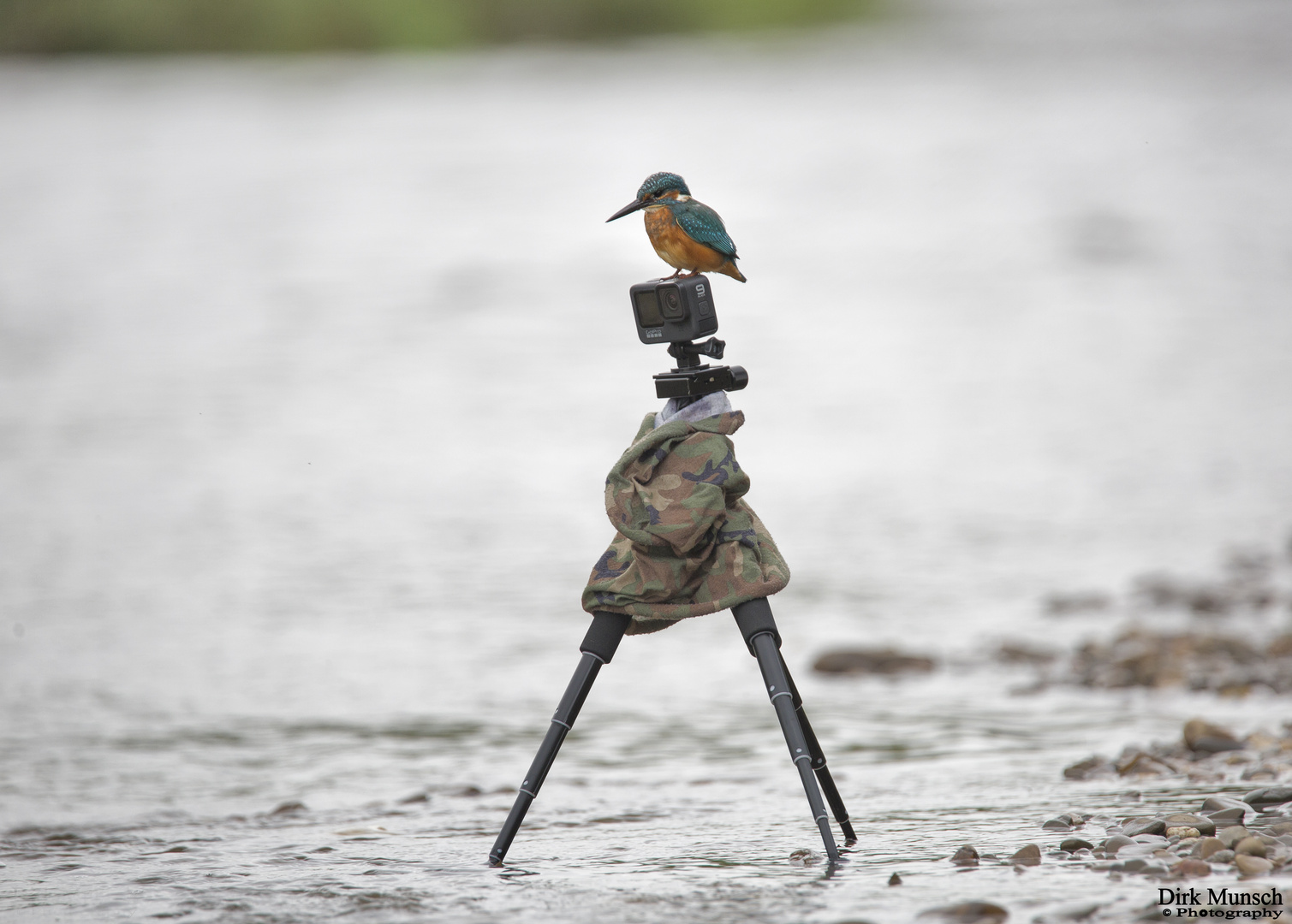 Eisvogel auf GOPRO