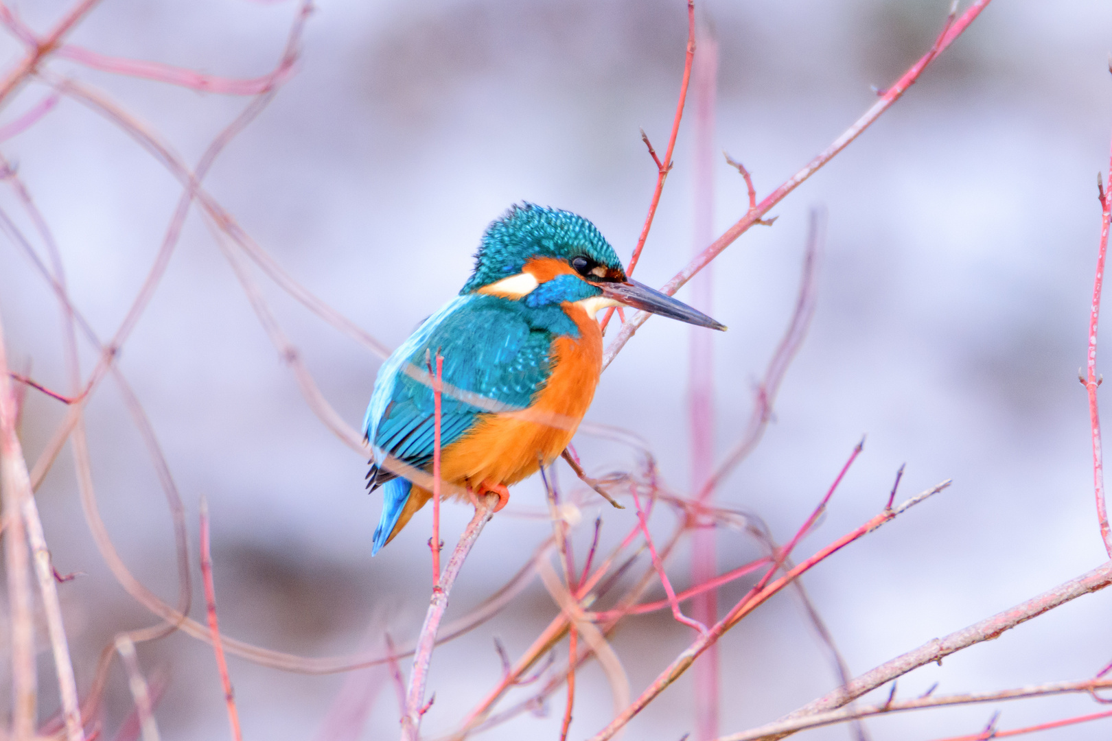 Eisvogel auf Hartriegel