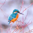 Eisvogel auf Hartriegel