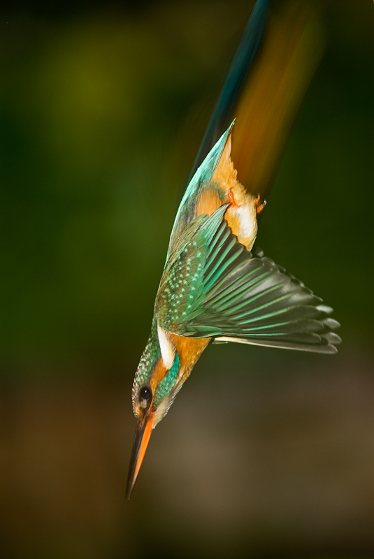 Eisvogel auf Jagd