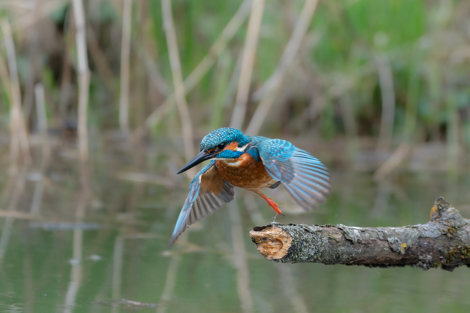 EISVOGEL AUF JAGD