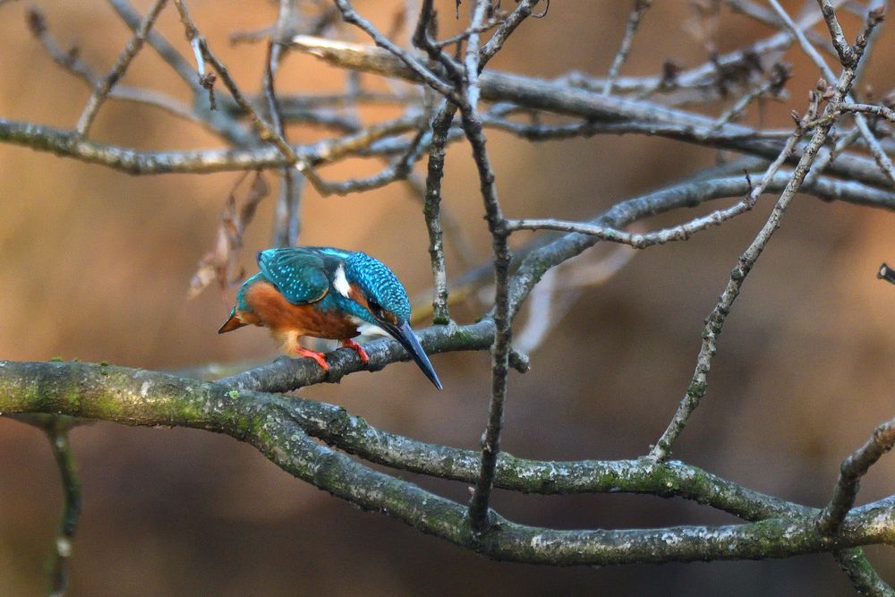 Eisvogel auf Jagd