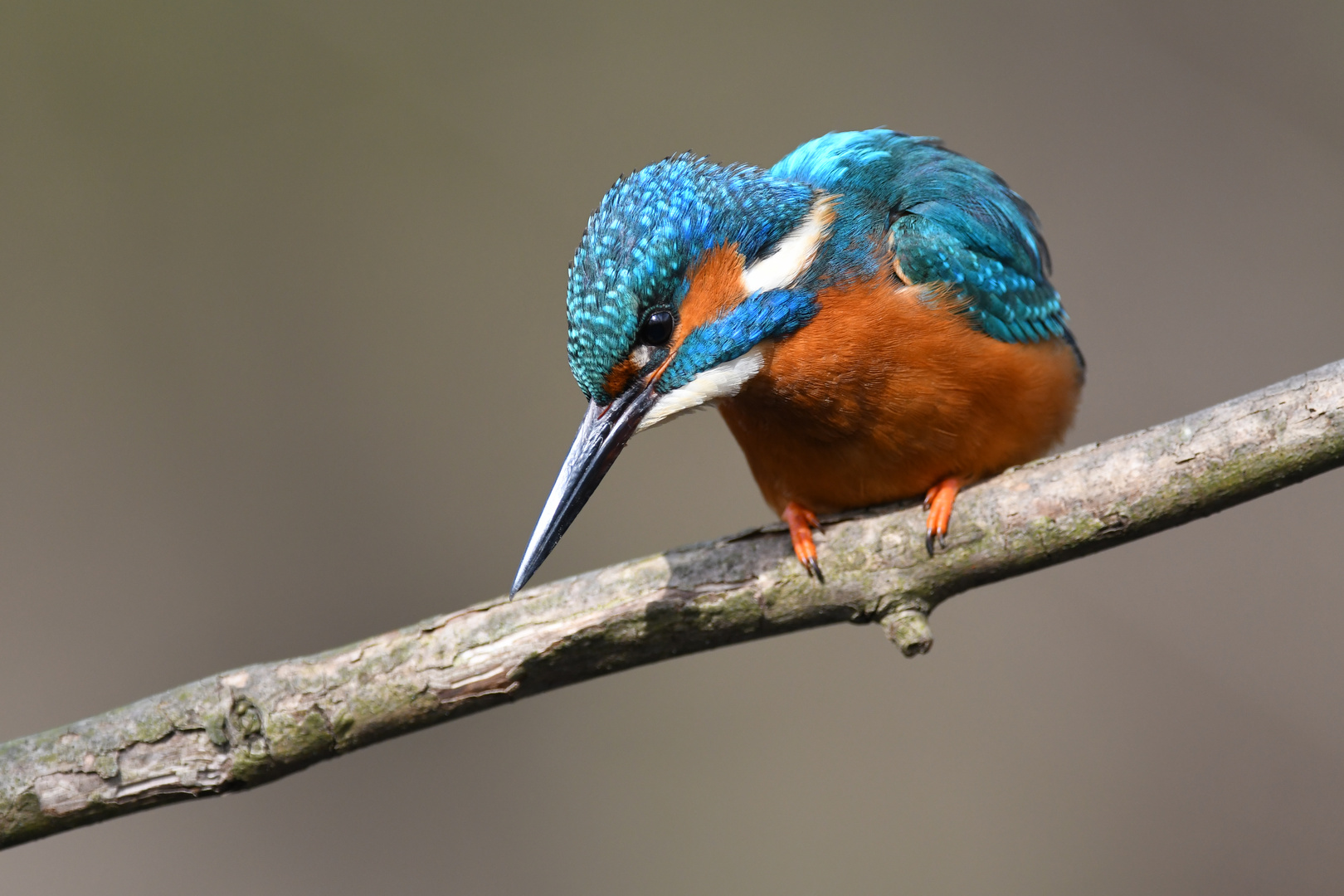 Eisvogel auf Jagd