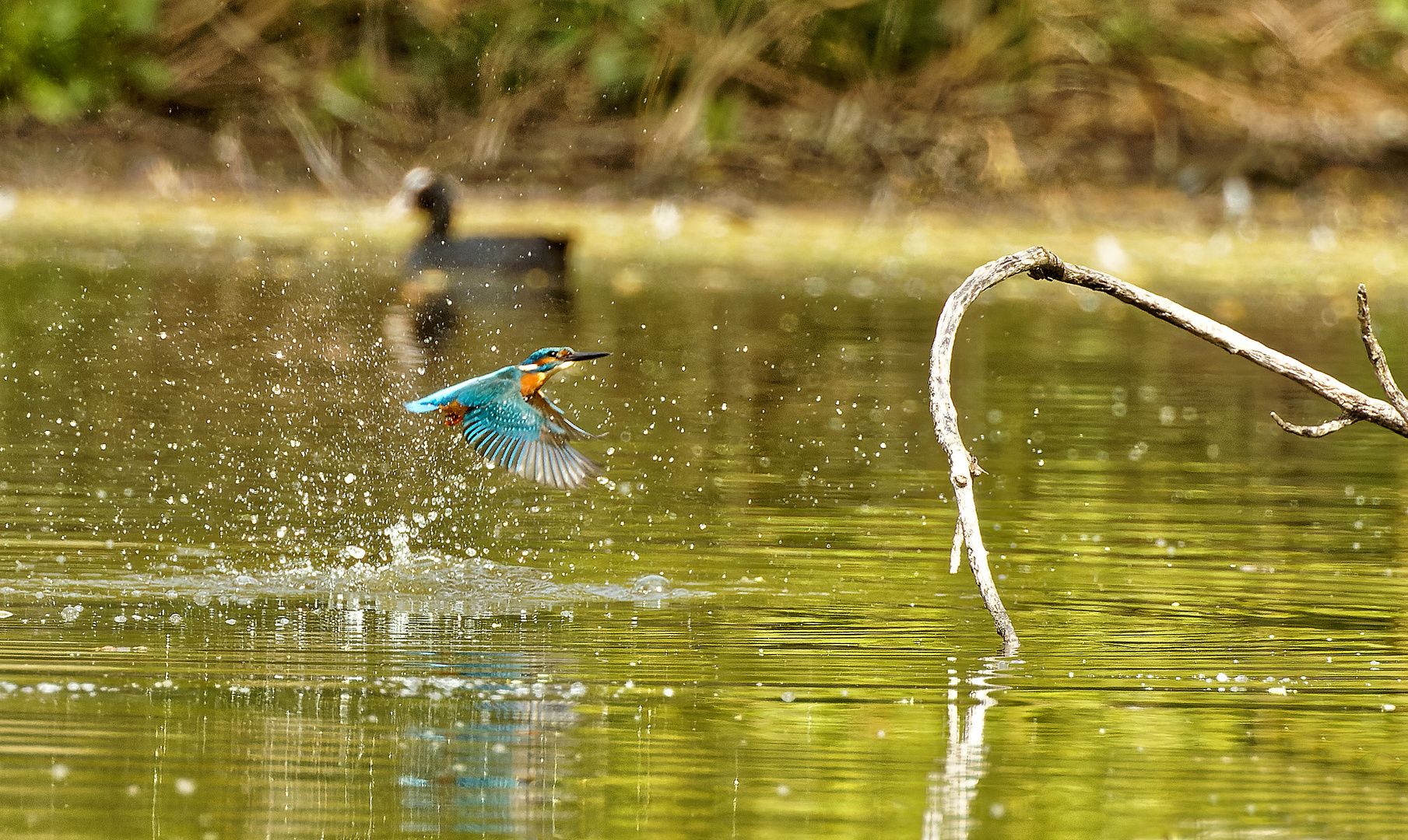 Eisvogel auf Jagt 