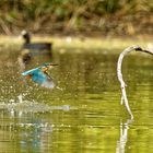 Eisvogel auf Jagt 