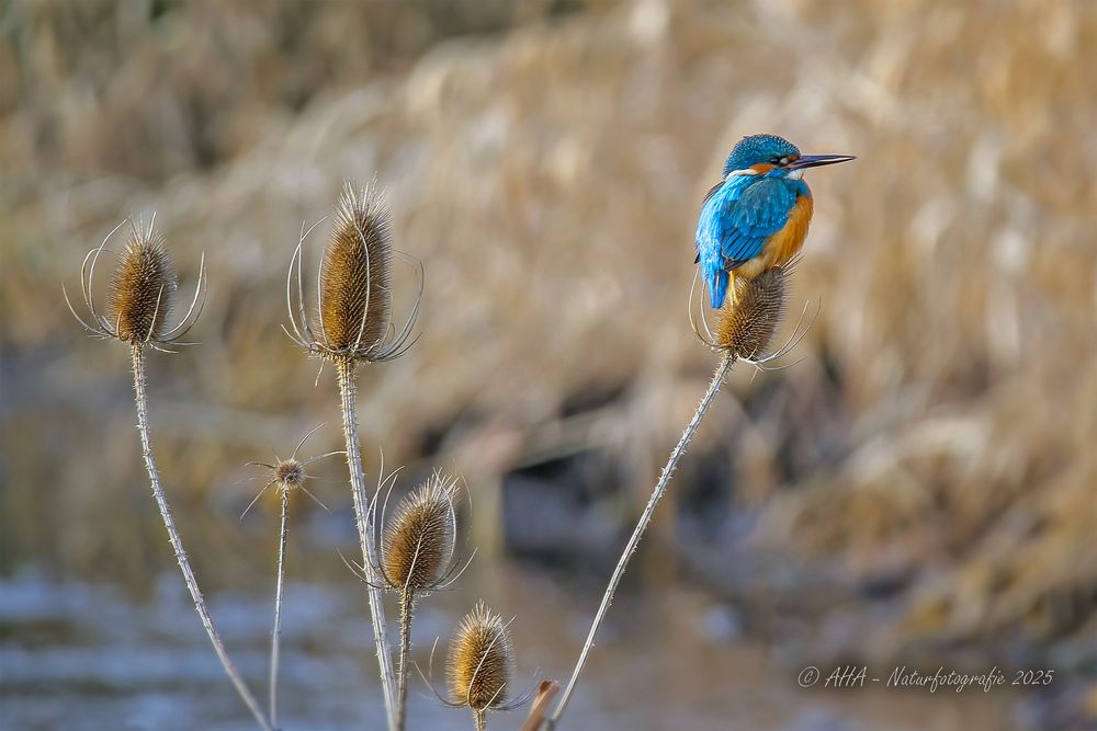 Eisvogel auf Karde