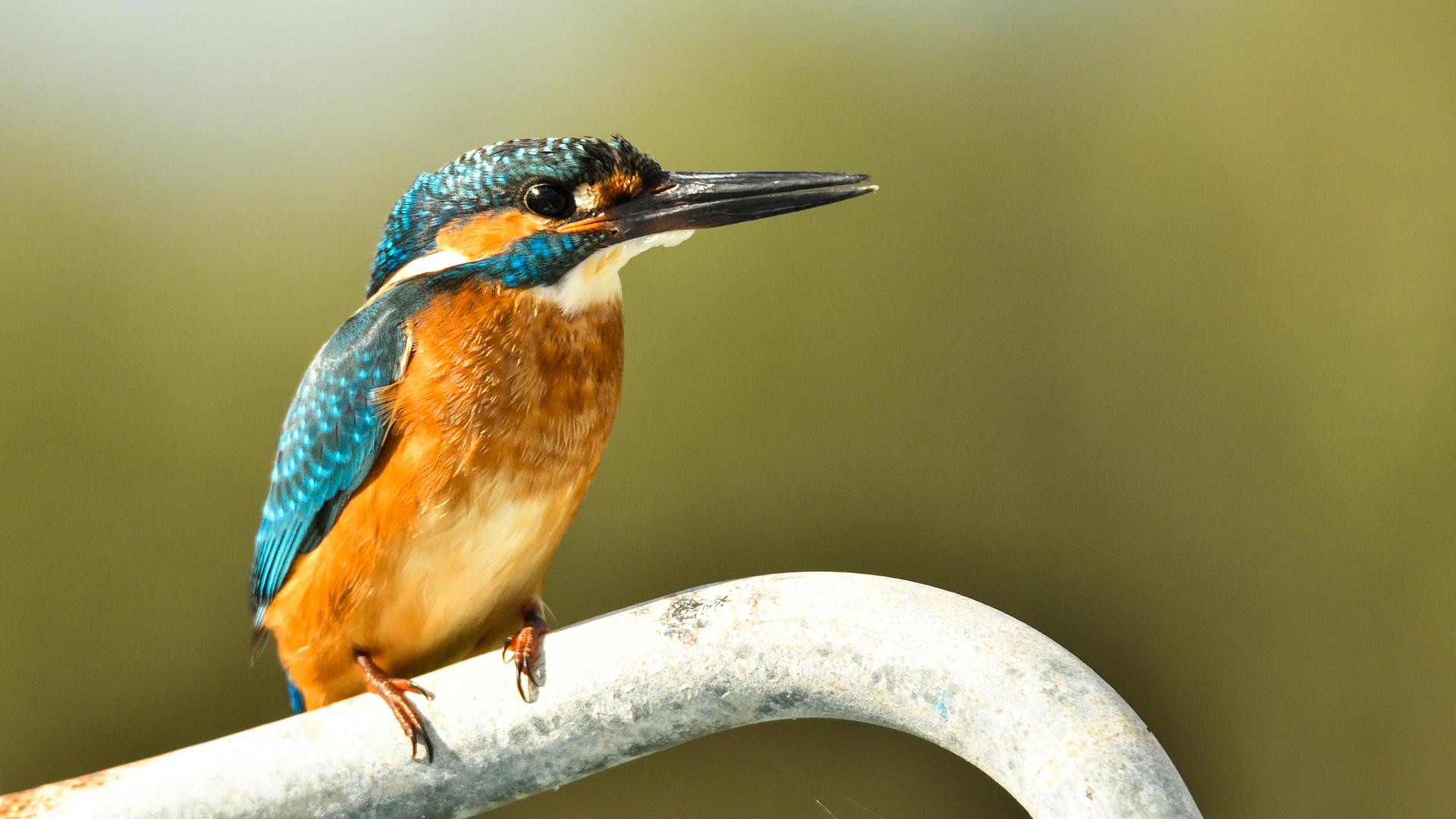 Eisvogel auf Kreta 