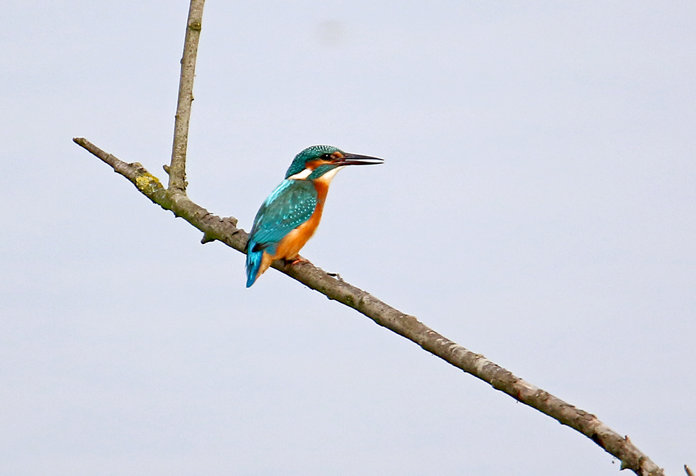 Eisvogel auf lauer ...