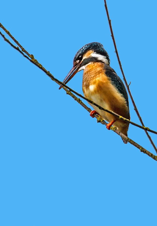 Eisvogel auf Lauerposten