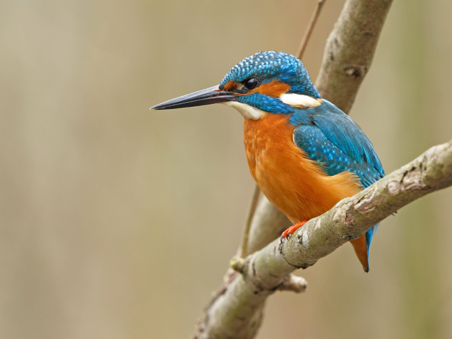 Eisvogel auf neuem Ansitz