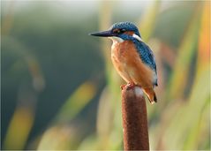 Eisvogel auf Rohrkolben