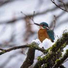 Eisvogel auf Schnee.....