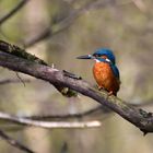 Eisvogel auf seinem Ansitz