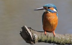 Eisvogel auf seinem Ansitz (+ 2 Filmchen)