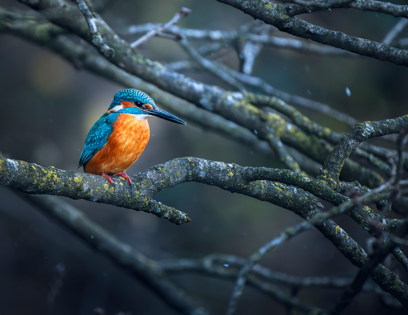 Eisvogel auf seinem Ansitz