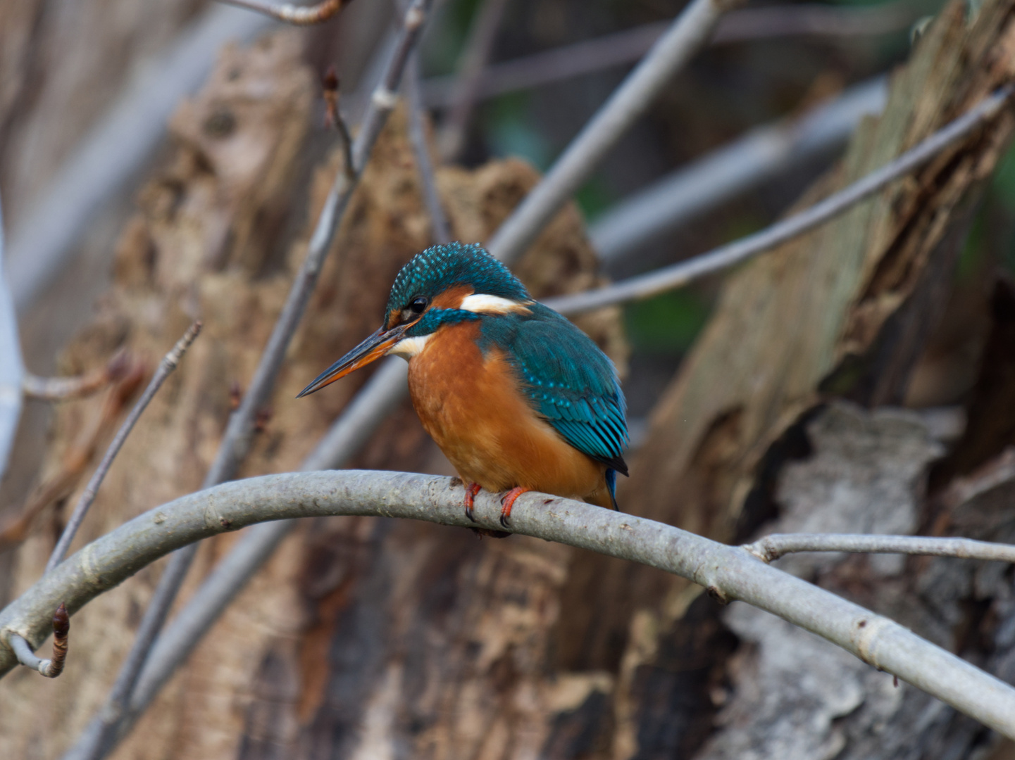 Eisvogel auf seinem Ansitz