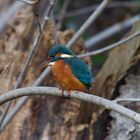 Eisvogel auf seinem Ansitz