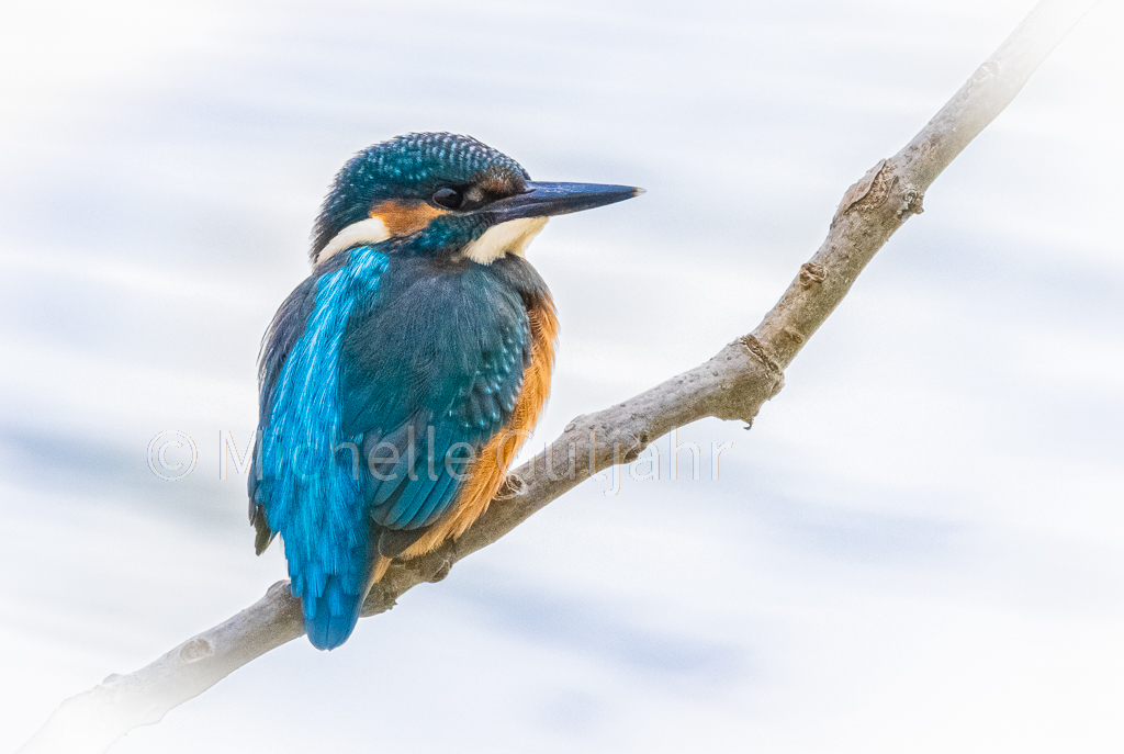 Eisvogel auf seinem Ansitz