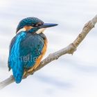 Eisvogel auf seinem Ansitz