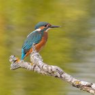 Eisvogel auf seinem Ansitz