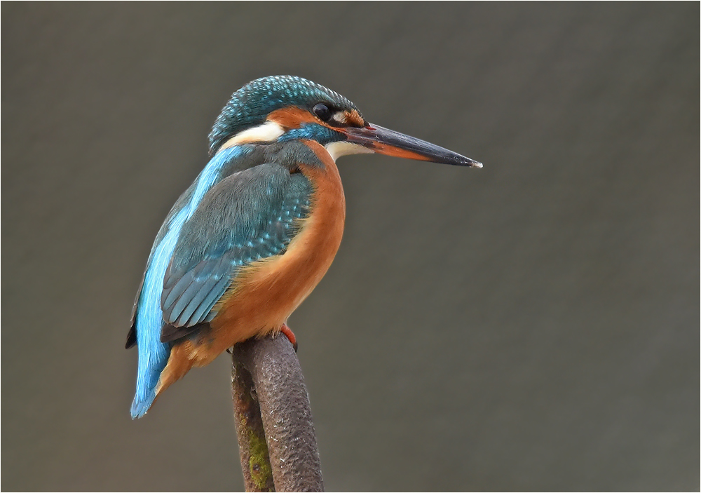 Eisvogel auf seinem Ansitz