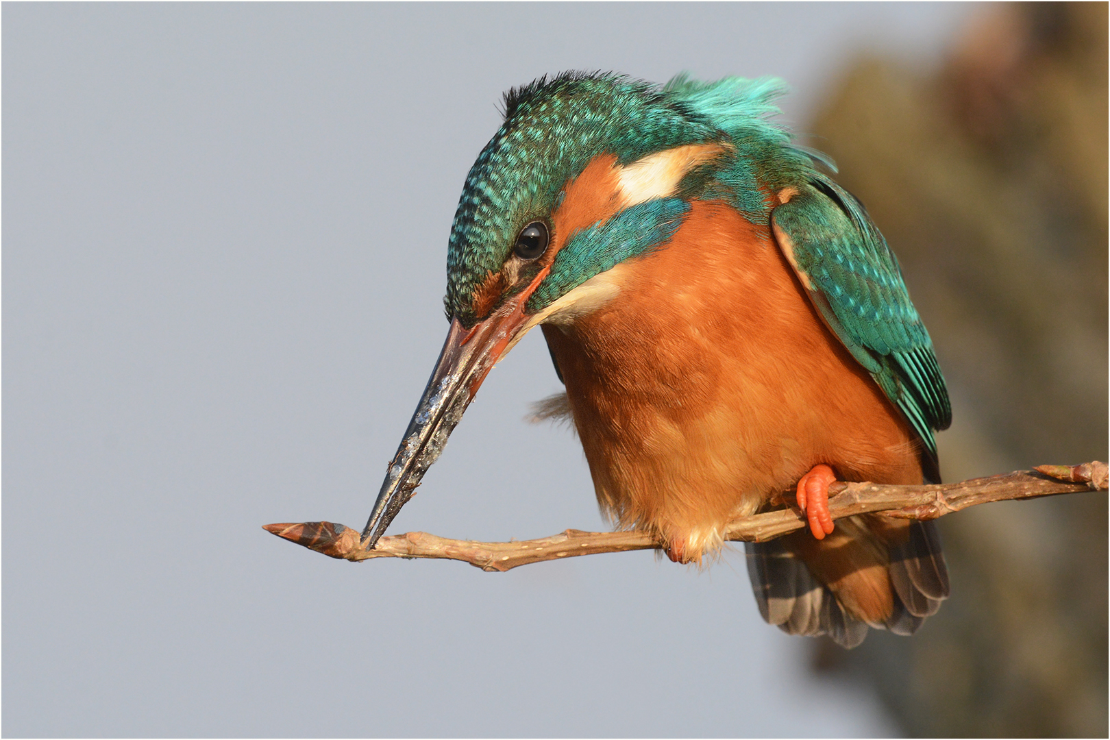 Eisvogel auf seinem Ansitz