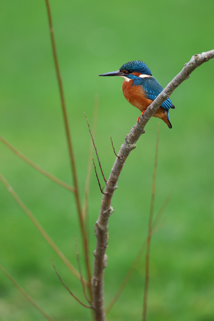 Eisvogel auf seinem Ansitz