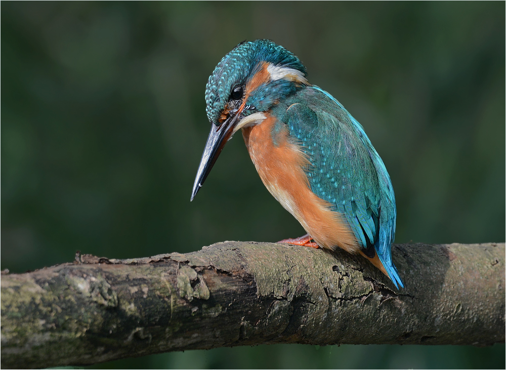 Eisvogel auf seinem Ansitz