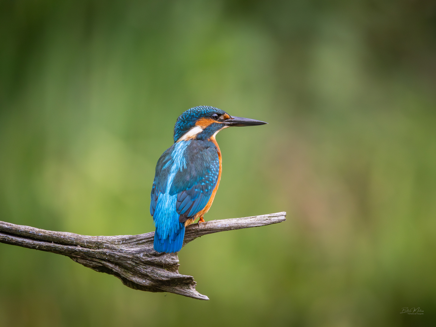 Eisvogel auf seinem Ansitzast 