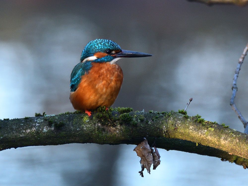 Eisvogel auf seinem Ast