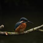 Eisvogel auf seiner Ansitzwarte