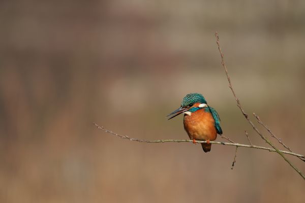 Eisvogel auf seiner Ast-Ansitzwarte