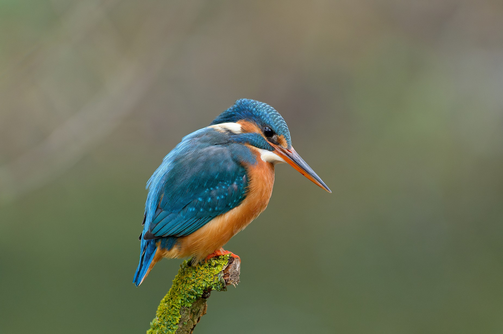 Eisvogel auf Sitzwarte