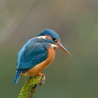 Eisvogel auf Sitzwarte