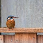 Eisvogel auf speziellen Ausguck