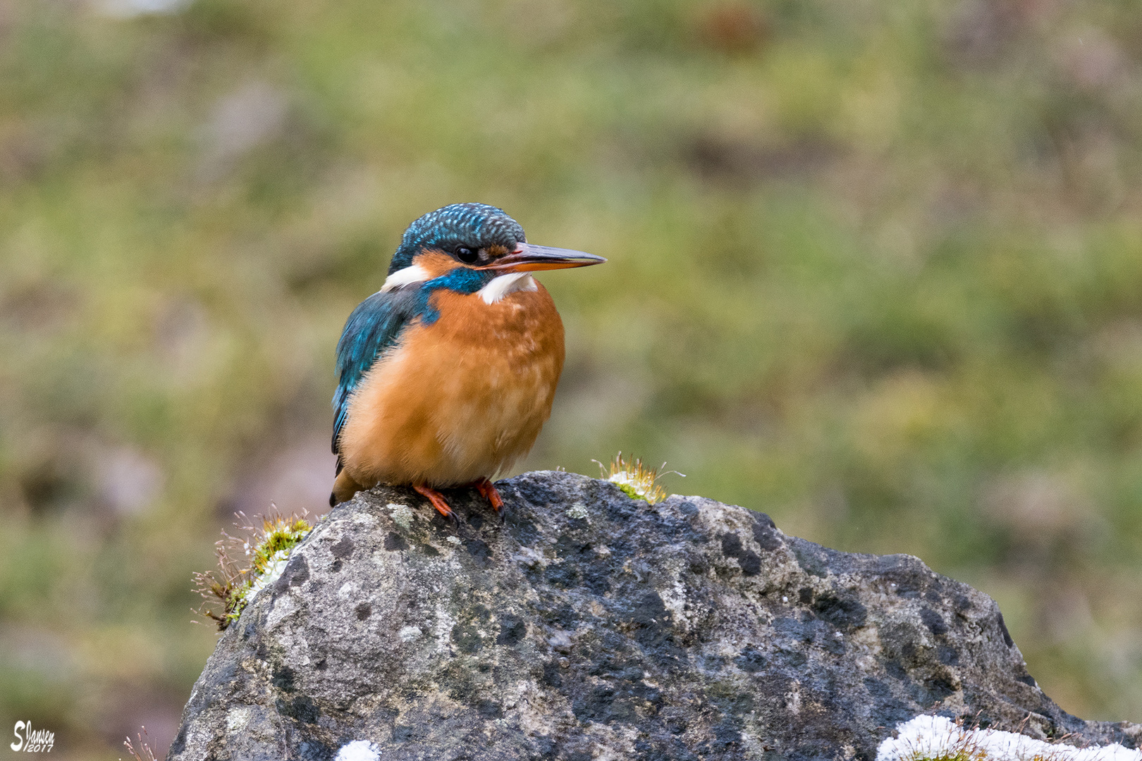 Eisvogel auf Stein