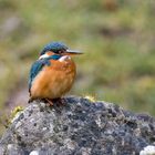 Eisvogel auf Stein