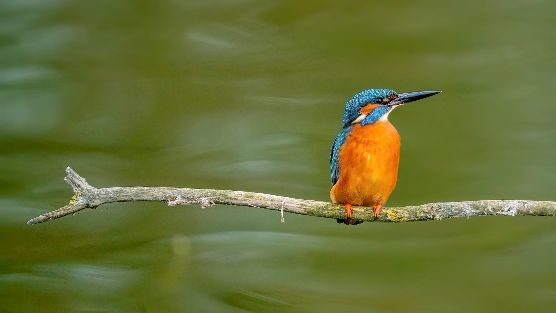 Eisvogel auf Stock über dem Wasser