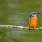 Eisvogel auf Stock über dem Wasser