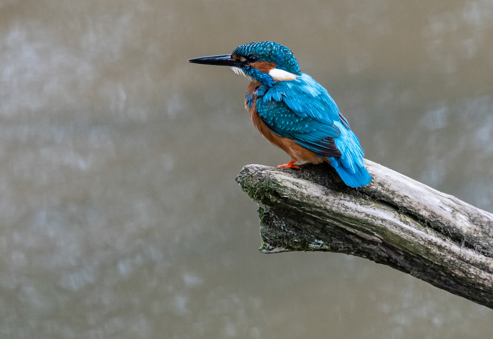 Eisvogel auf trockenem Ast.