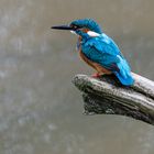 Eisvogel auf trockenem Ast.