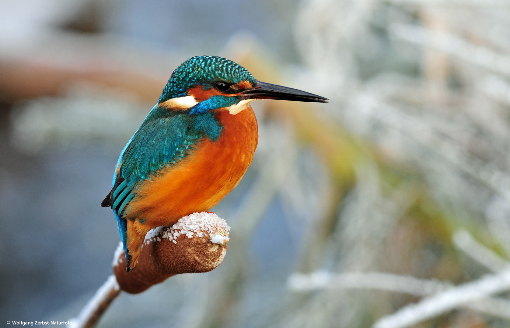 --- Eisvogel auf verschneiten Rohrkolben ----